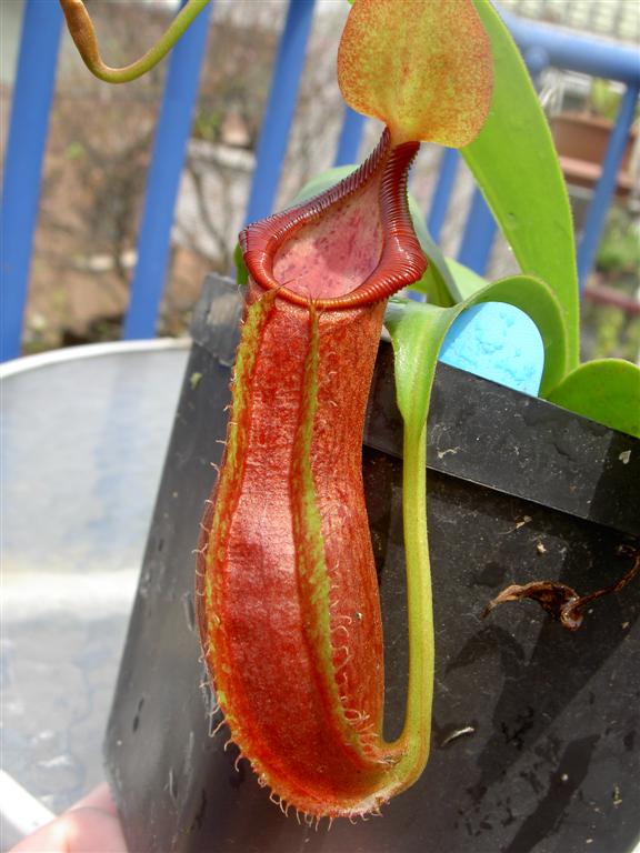 Nepenthes adrianii 2